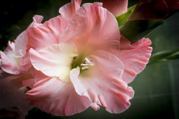 Macro tiro de flores Gladiolus . — Fotografia de Stock