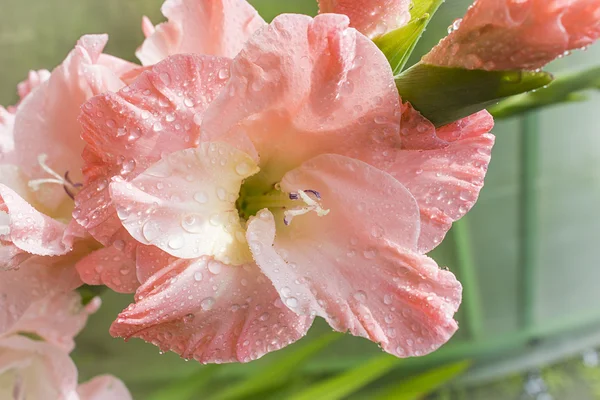 Flor gladiolus no jardim — Fotografia de Stock