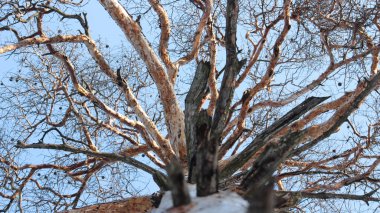 Çamın dalları gövde