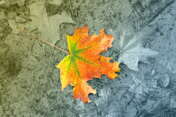 Folha de bordo de outono em um fundo escuro — Fotografia de Stock
