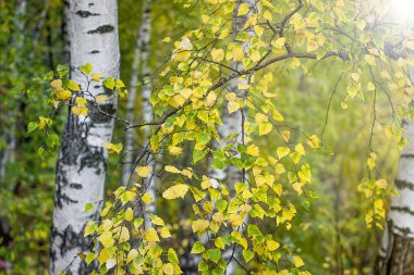 Güzel sonbahar ormanı