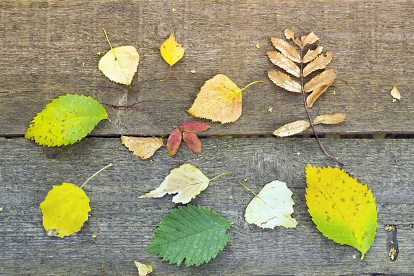 Padlé podzimní listy — Stock fotografie