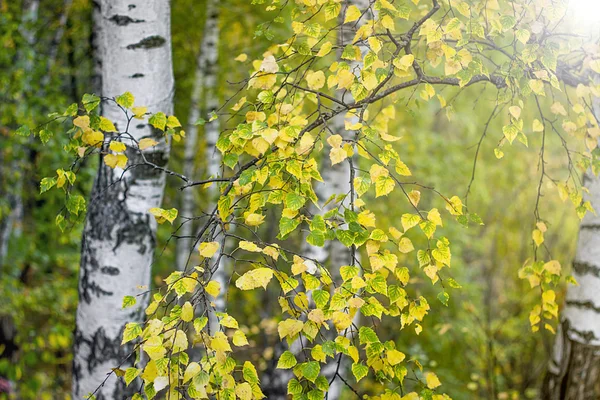 Beautiful autumn forest — Stock Photo, Image