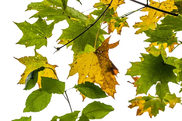 Herbst Blätter auf weißem Hintergrund — Stockfoto