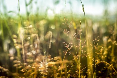 Yeşil Çimen Arkaplanı