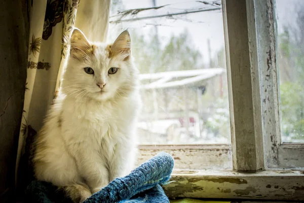 Gato en ventana vieja — Foto de Stock