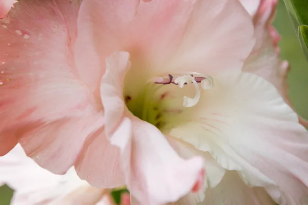 Makro skott av Gladiolus blommor. — Stockfoto