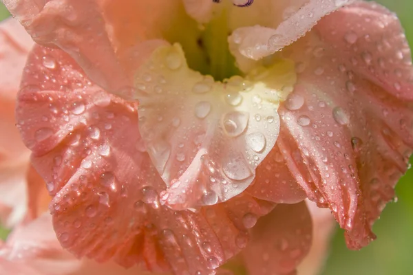 Macro tiro de flores Gladiolus . — Fotografia de Stock