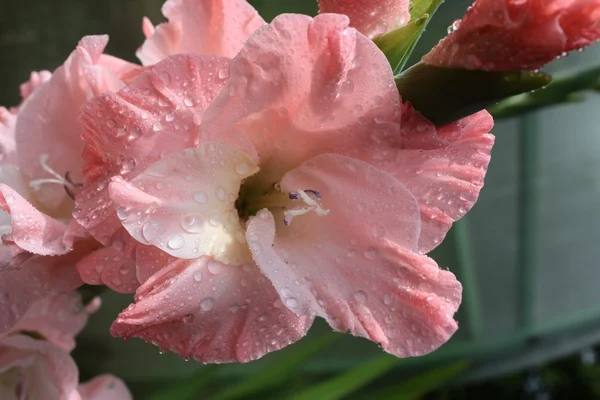 Macro tiro de flores Gladiolus . — Fotografia de Stock