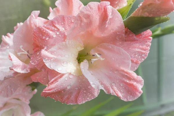 Macro tiro de flores Gladiolus . — Fotografia de Stock
