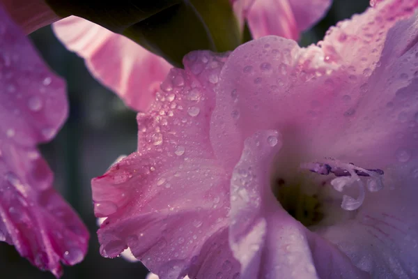 Macro tiro de flores Gladiolus . — Fotografia de Stock