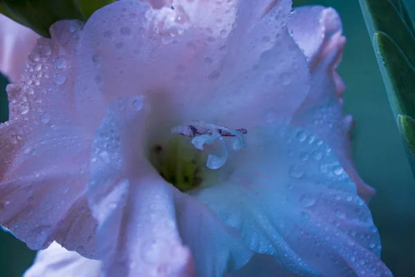 Macro tiro de flores Gladiolus . — Fotografia de Stock