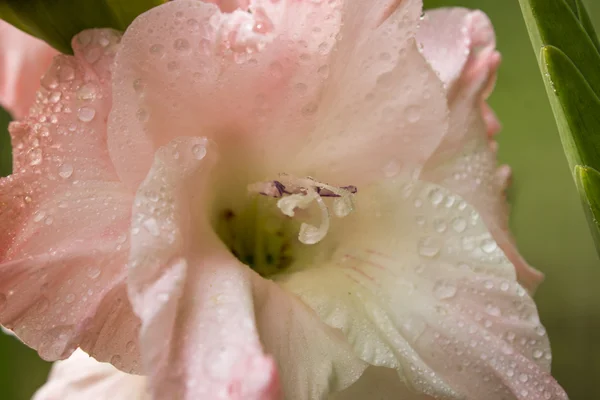 Macro shot of Gladiolus flowers. — Stock Photo, Image