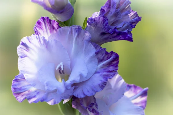 Gladiolen in tuin close-up — Stockfoto