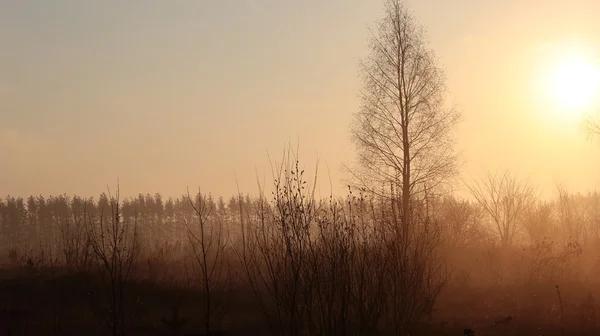 Naturaleza al amanecer —  Fotos de Stock