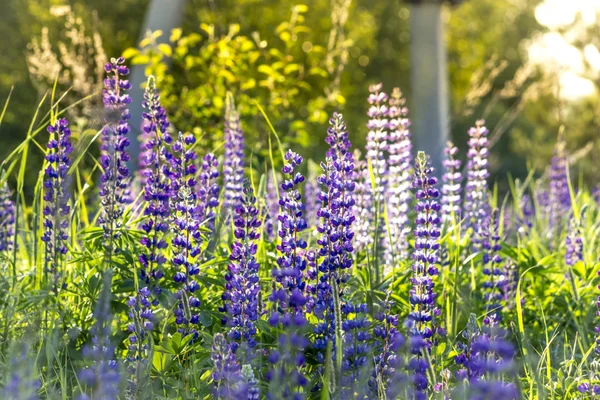 Mooie zomerse weide met lupine bloemen op de zonsondergang licht. — Stockfoto