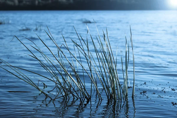 Rzeki i trawy — Zdjęcie stockowe
