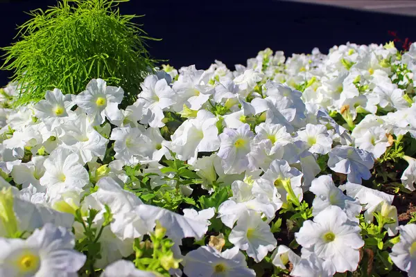 Witte bloemen in de tuin — Stockfoto