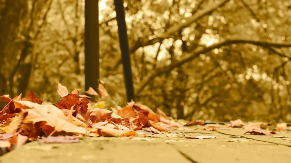 아름다운 가을 공원에 있는 노랑, 주황, 붉은 가을 낙엽. — 스톡 사진