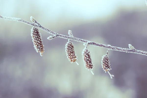 Bud Birchen donmuş bir dalda asılı