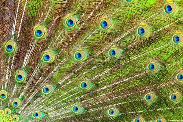 Verde pavo real y plumaje azul en primer plano . — Foto de Stock