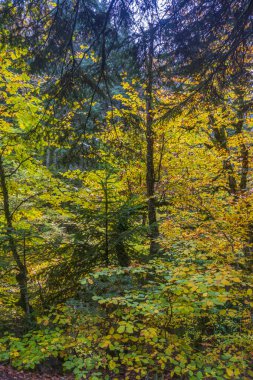 Baklabostan Şelalesi 'nde sonbahar renkleri. Batı Karadeniz Bölgesi 'nde Karabk Eyaleti sınırları içinde