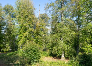 Yazın Karadeniz 'deki ormanlar sular altında kalır. Kayın ağaçları ve çiçeklerle harika görünüyor..