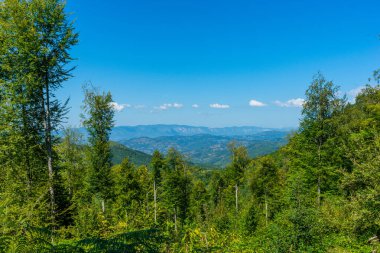 Yazın Karadeniz 'deki ormanlar sular altında kalır. Kayın ağaçları ve çiçeklerle harika görünüyor..