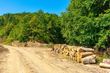 Yazın Karadeniz 'deki ormanlar sular altında kalır. Kayın ağaçları ve çiçeklerle harika görünüyor..
