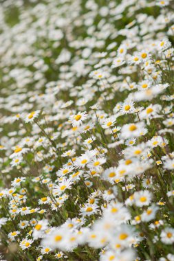 Çılgın Daisy türü çiçeklenir çayır. Sığ derinlik-in tarla