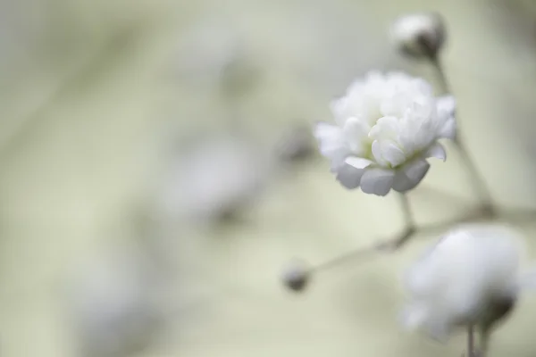 beyaz çiçek gypsophila