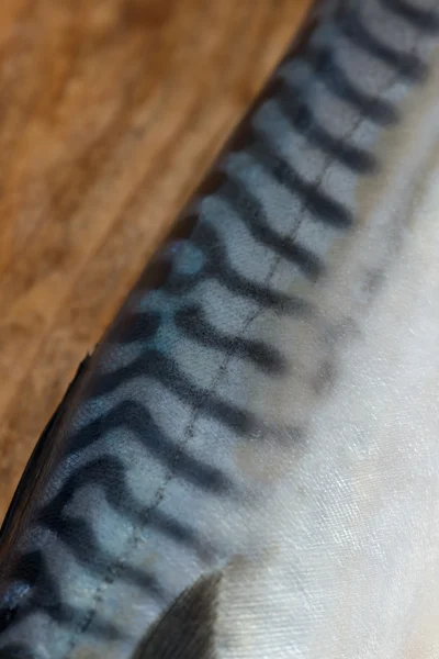 Detalhe da pele de cavala atlântica de peixe — Fotografia de Stock