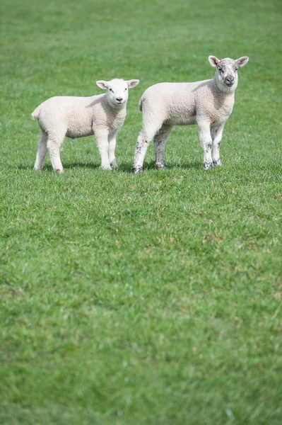 Två unga lamm i fältet — Stockfoto