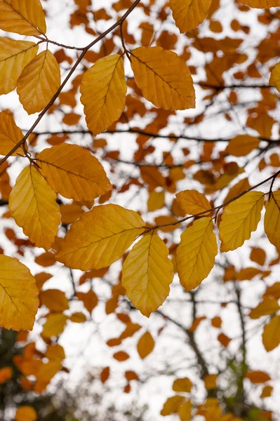 Бук (Фагус) с осенними листьями - осенняя листва Лицензионные Стоковые Фото