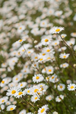 Sarı ve beyaz vahşi papatya çiçek çayır veya sığ derinlik-in tarla Bahçe