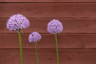 Ahşap yatılı karşı üç süs soğan (Allium) çiçek