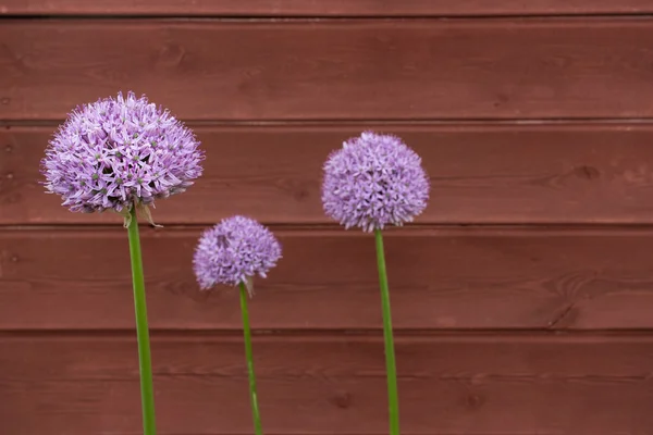 Ahşap yatılı karşı üç süs soğan (Allium) çiçek