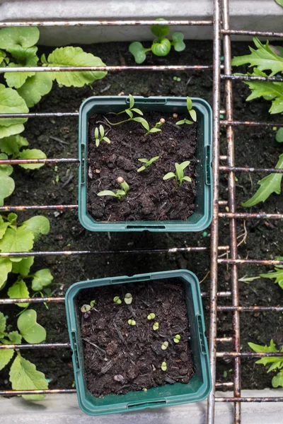 Semis d'herbes et de légumes en pots — Photo