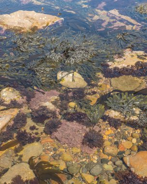Rock pool ot tide pool with seaweed at seaside clipart