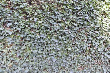 Kapalı bir arka plan. Yeşil yüzey, doğal sürünen sarmaşık örtüsü..