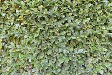 Çitin altı kapalı. Yeşil yüzey, doğal bitki örtüsü.