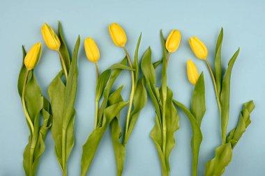 Sarı laleler mavi arka planda, üst manzara, bahar buketi