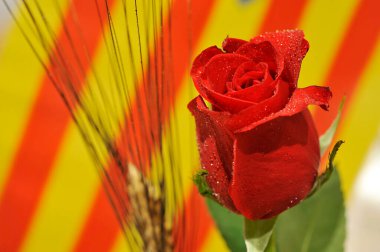 Sant Jordi Diada için kırmızı gülün yakın çekimi, geleneksel aşk festivali 23 Nisan, Katalan Kültürü. 