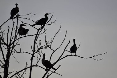 Gün batımında ağaçta karabatak silueti