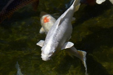 Gölde sazan balığı.