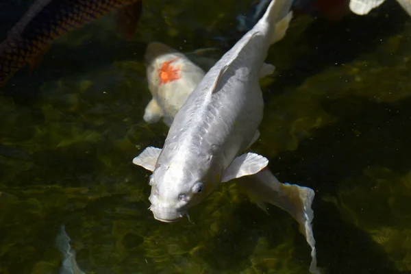 Common carp in the lake