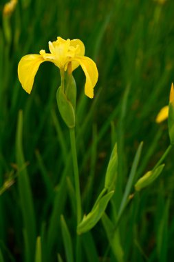 Sarı iris psödacorus çiçeğini kapat