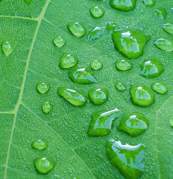 Gocce Serene Gocce Rugiada Una Foglia Igname Troppo Presto — Foto Stock