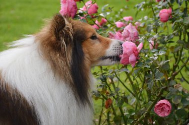 Sheltie Shetland köpeğinin pembe gül kokan fotoğrafı.