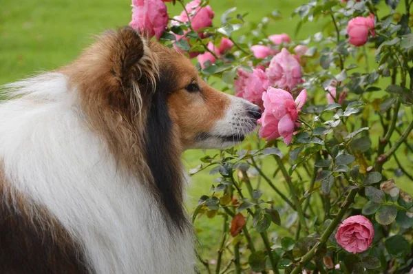 Sheltie Shetland köpeğinin pembe gül kokan fotoğrafı.